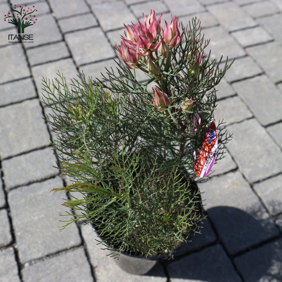 セルリアセット 　大株 セルリア カルメン 花木苗 5号/1個売り 花木の苗 Proteaceae Serruria