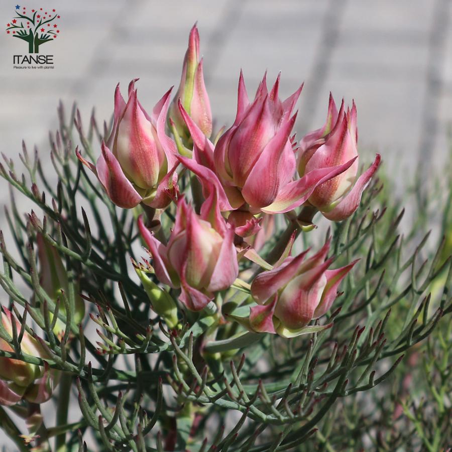 セルリア カルメン 花木苗 5号/1個売り 花木の苗 Proteaceae Serruria
