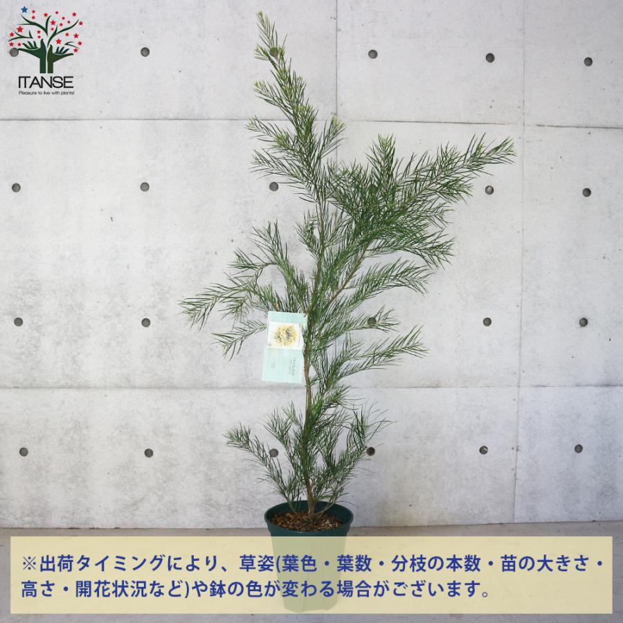 アカシア スピニーワトル スピネセンス ミモザ Flower トナカイの角 クリスマス 矮性 花 フラワーアレンジメント 花のある暮らし フラワーバレンタイン ミニアレンジメント 72 以上節約