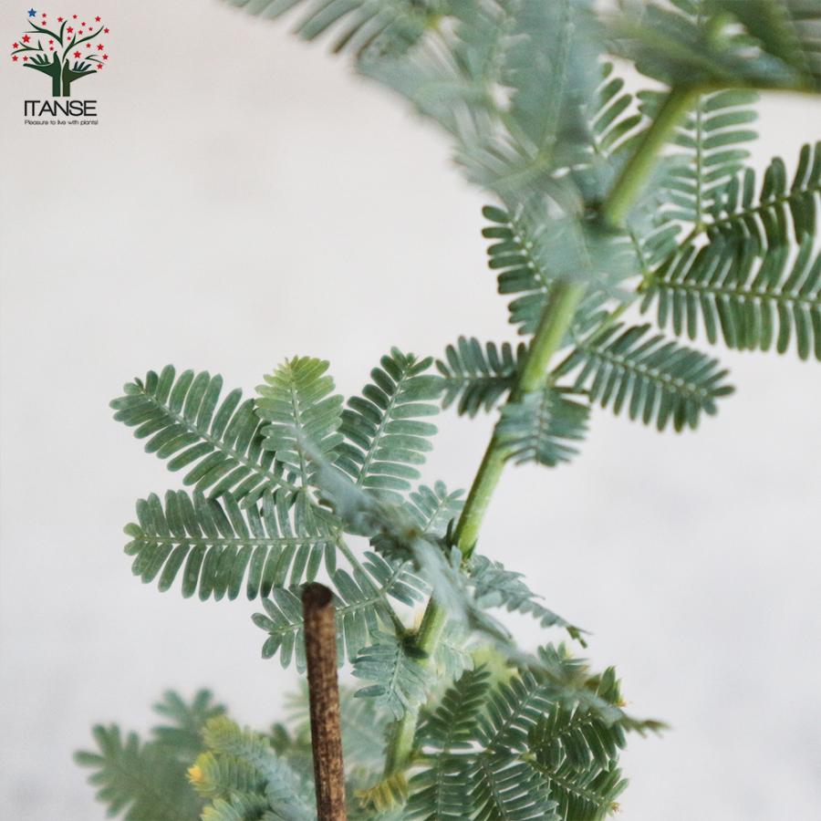 アカシア ミモザ 苗 2 ボリューム美樹形 パールアカシア 鉢植え 2本