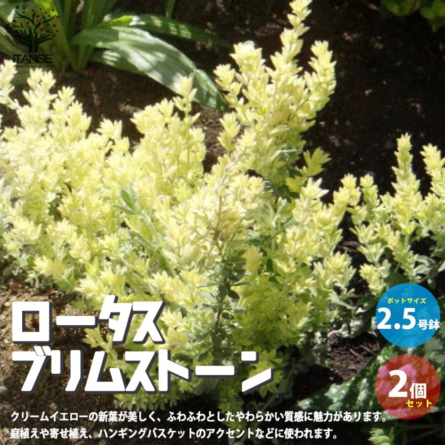 ロータス ブリムストーン 花苗 2 5号ポット苗 お買い得2個セット フラワーガーデン 送料無料 Han007 野菜苗 植物 青果物販売のitanse 通販 Yahoo ショッピング