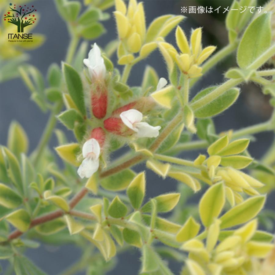 ITANSE ロータス ・ブリムストーン 花苗 2.5号ポット苗 お買い得4個