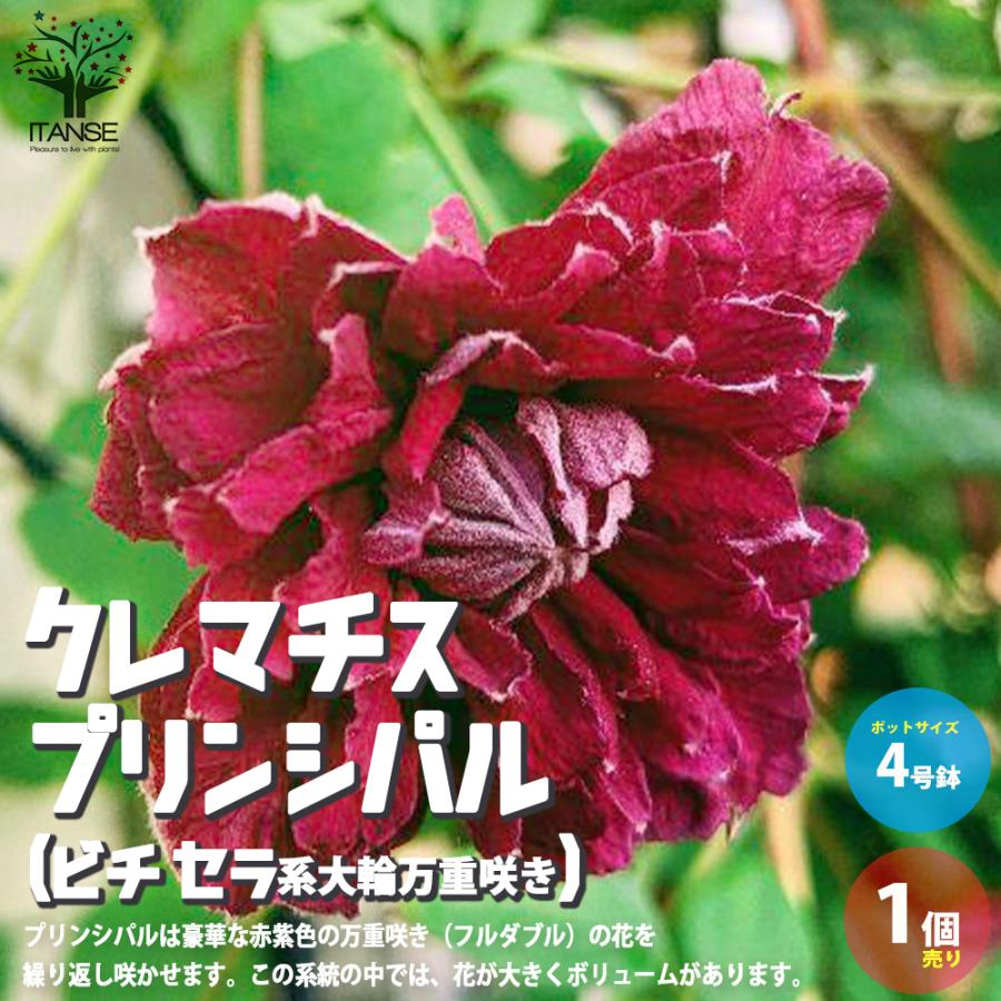 ITANSE クレマチス ・プリンシパル(ビチセラ系大輪万重咲き ITANSE クレマチス ・プリンシパル(ビチセラ系大輪万重咲き