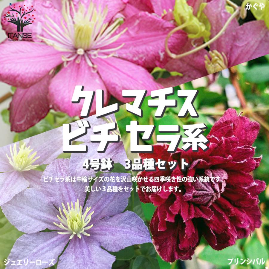 クレマチス ビチセラ系 3品種セット かぐや ジュエリーローズ プリンシパル各1個 花苗 4号ポット苗 お買い得3個セット 送料無料 Han 野菜苗 植物 青果物販売のitanse 通販 Yahoo ショッピング
