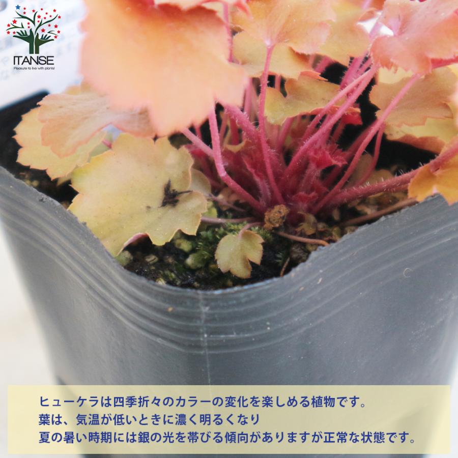 95 Off 草花の苗 ヒューケラ ドルチェ メープルファッジ4号ポット Lyon Oss07 Org