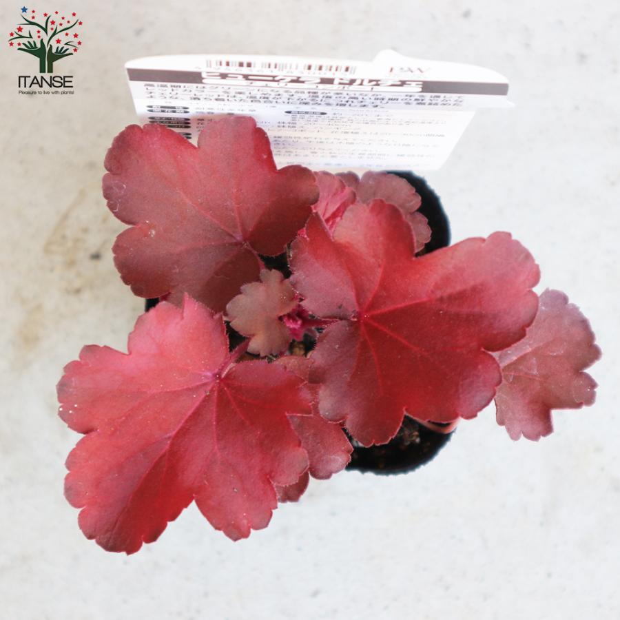 ITANSE ヒューケラ ・ドルチェ・チェリーコンポート 花苗 カラーリーフ