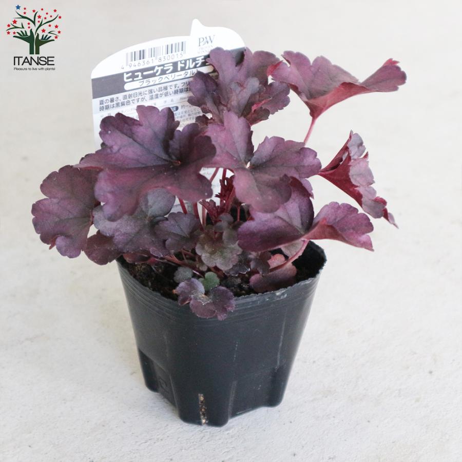 ヤマホロシ 苗 3 5号 2616 ツルハナナス ツル植物 白から紫へ 紫花 花色変化 最大53 オフ 紫花