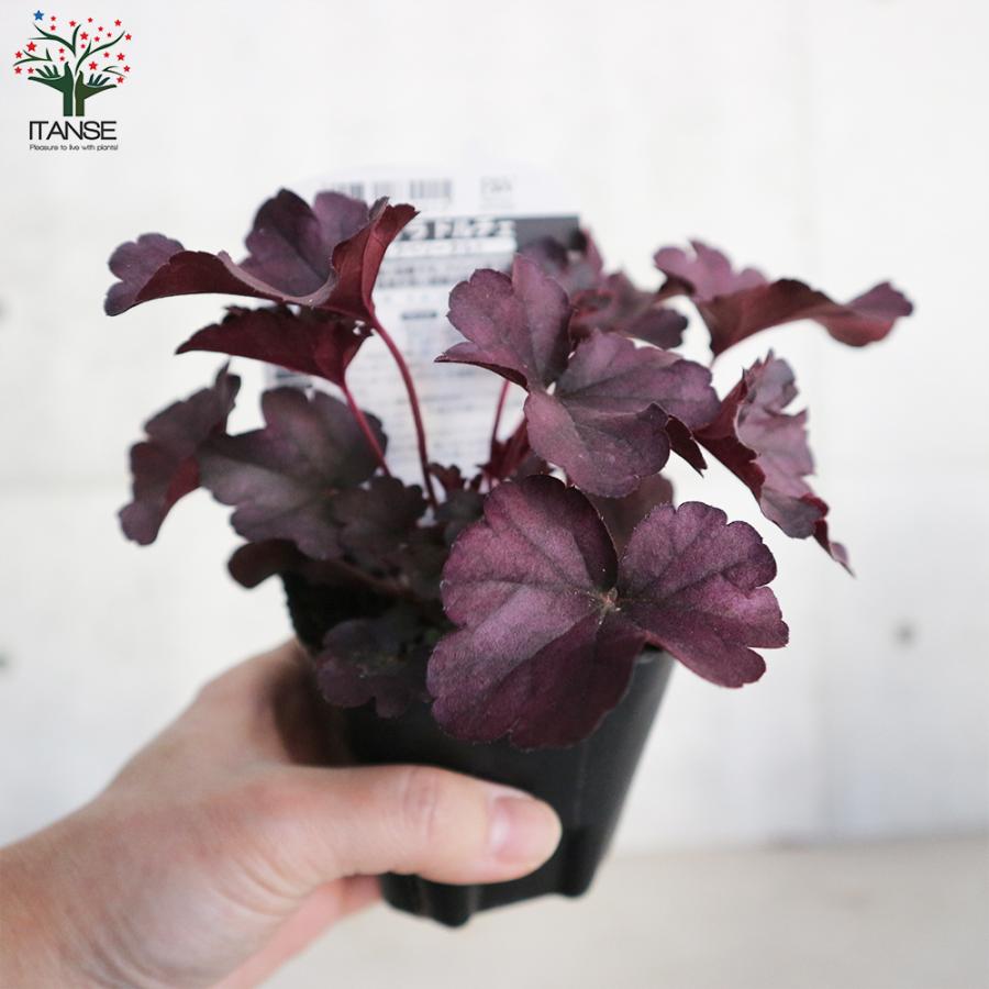 ヤマホロシ 苗 3 5号 2616 ツルハナナス ツル植物 白から紫へ 紫花 花色変化 最大53 オフ 紫花