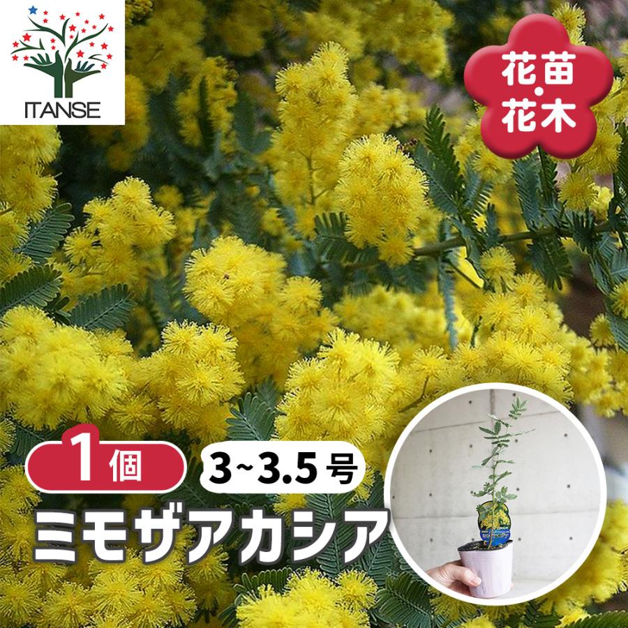 ミモザ　四年生苗木　ギンヨウアカシア ITANSE ミモザアカシア (ギンヨウアカシア) 庭木 3〜4号ポット苗 1個