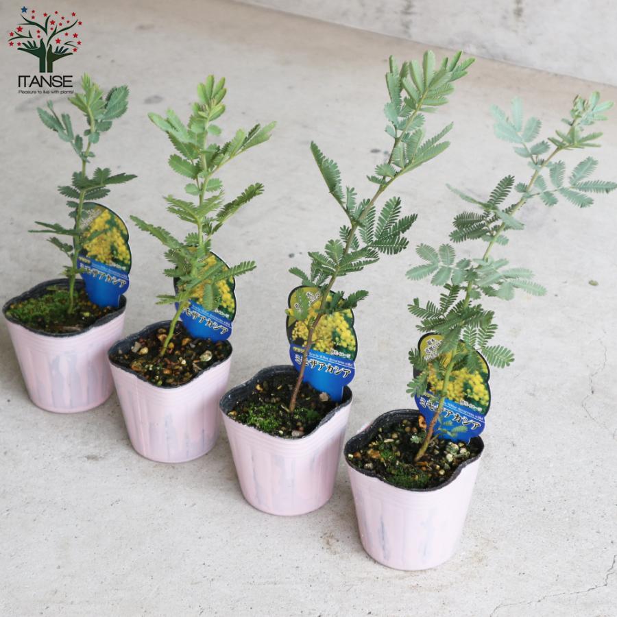 サンカクバアカシア アカシア の特徴と育て方 | 苗木部の部室 〜苗木、