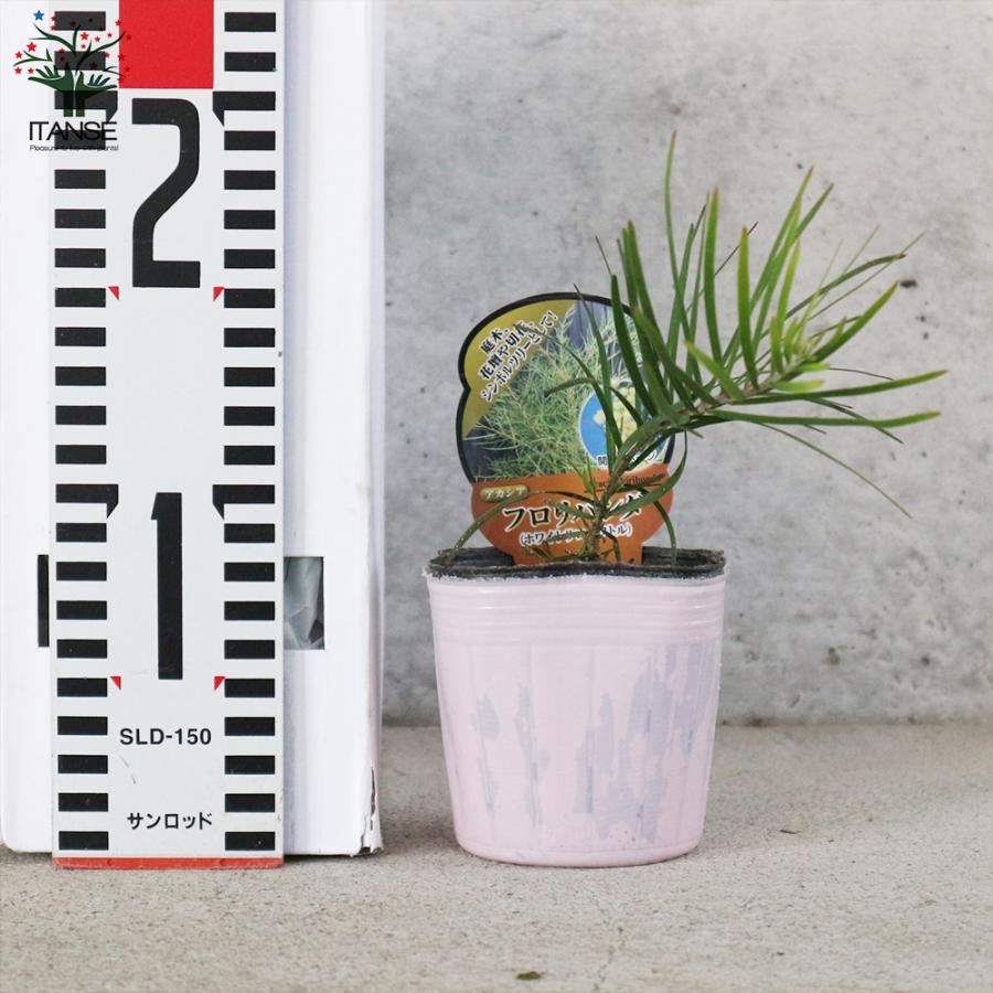 ITANSE アカシア ・フロリバンダ 庭木 3号〜3.5号ポット苗 1個売り