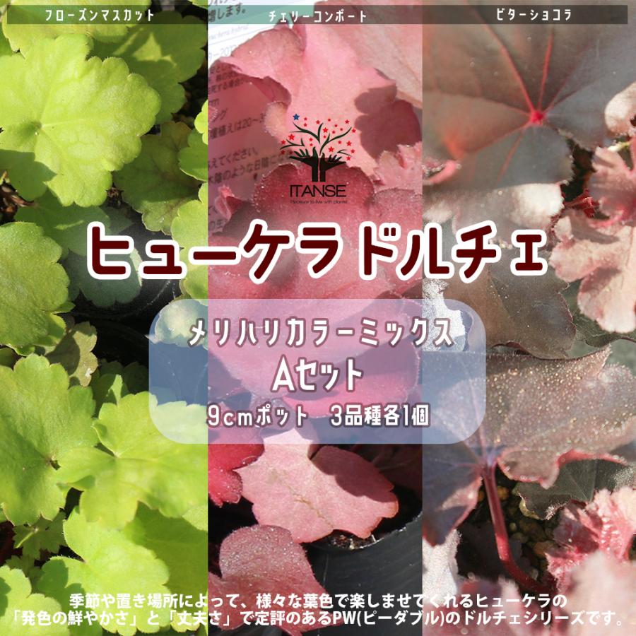 ITANSE ヒューケラ・ドルチェ 