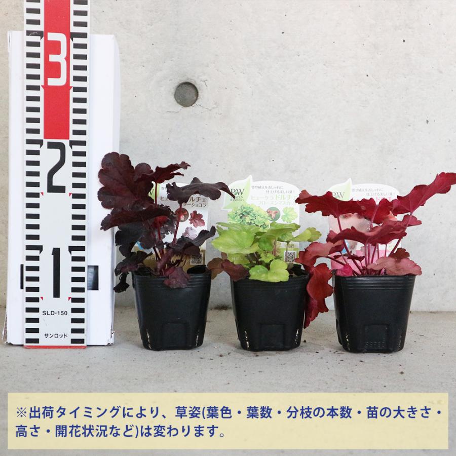 ITANSE ヒューケラ・ドルチェ 