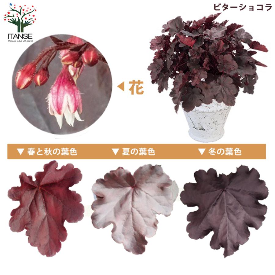 ヒューケラ苗 こだわりヒューケラ苗2025年新品種｜jardin(ハルディン) - jardin