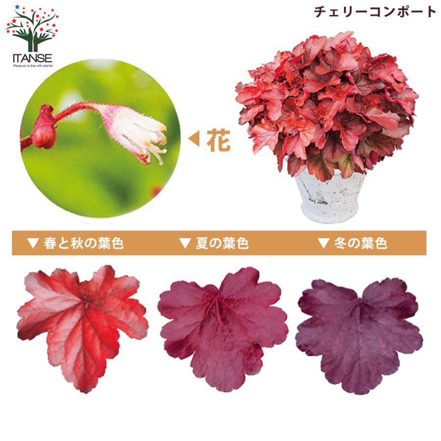 ヒューケラ苗 こだわりヒューケラ苗2025年新品種｜jardin(ハルディン) - jardin