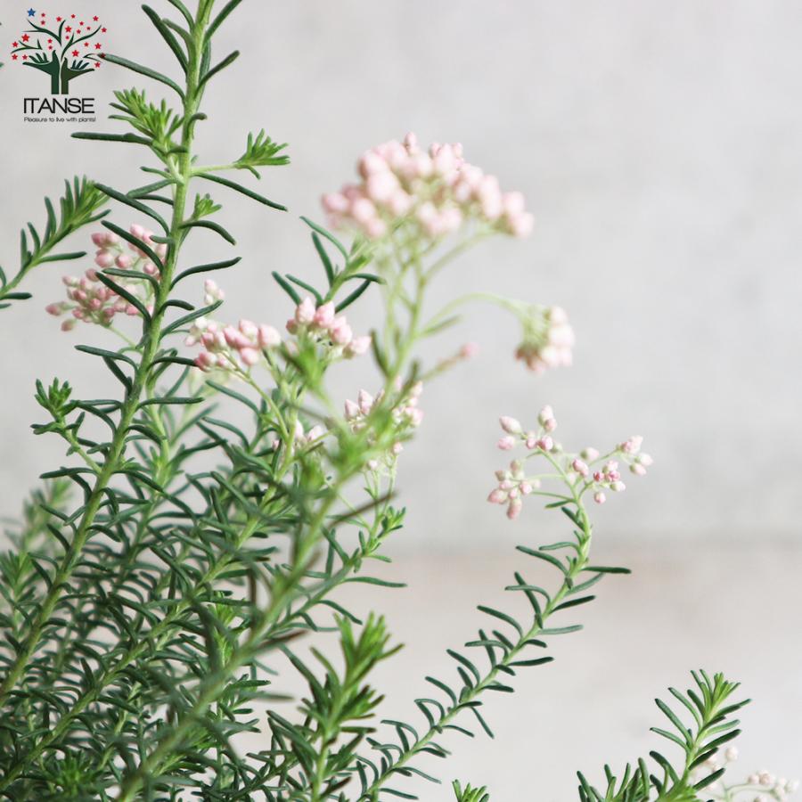 ライスフラワー 花苗 5号鉢 1個売り 花苗 花の苗 イングリッシュガーデン フラワーガーデン 送料無料 Han 野菜苗 植物 青果物販売のitanse 通販 Yahoo ショッピング