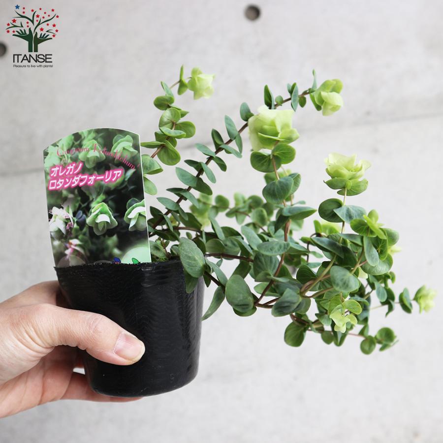 定番人気 草花の苗 花オレガノ バーバラチンゲイ3号ポット2株セット Arizonavmlc Org