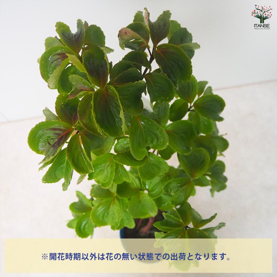 ITANSE ヤマボウシ 赤花 花苗 5〜6号ポット 1個売り 庭木 植木 花木