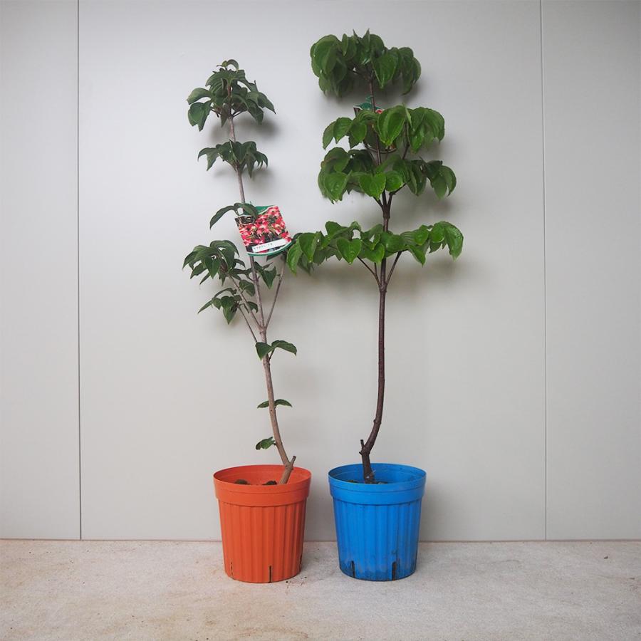 ITANSE ヤマボウシ 赤花 花苗 5〜6号ポット 1個売り 庭木 植木 花木