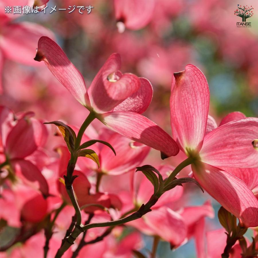 ITANSE ヤマボウシ 赤花 花苗 5〜6号ポット 1個売り 庭木 植木 花木
