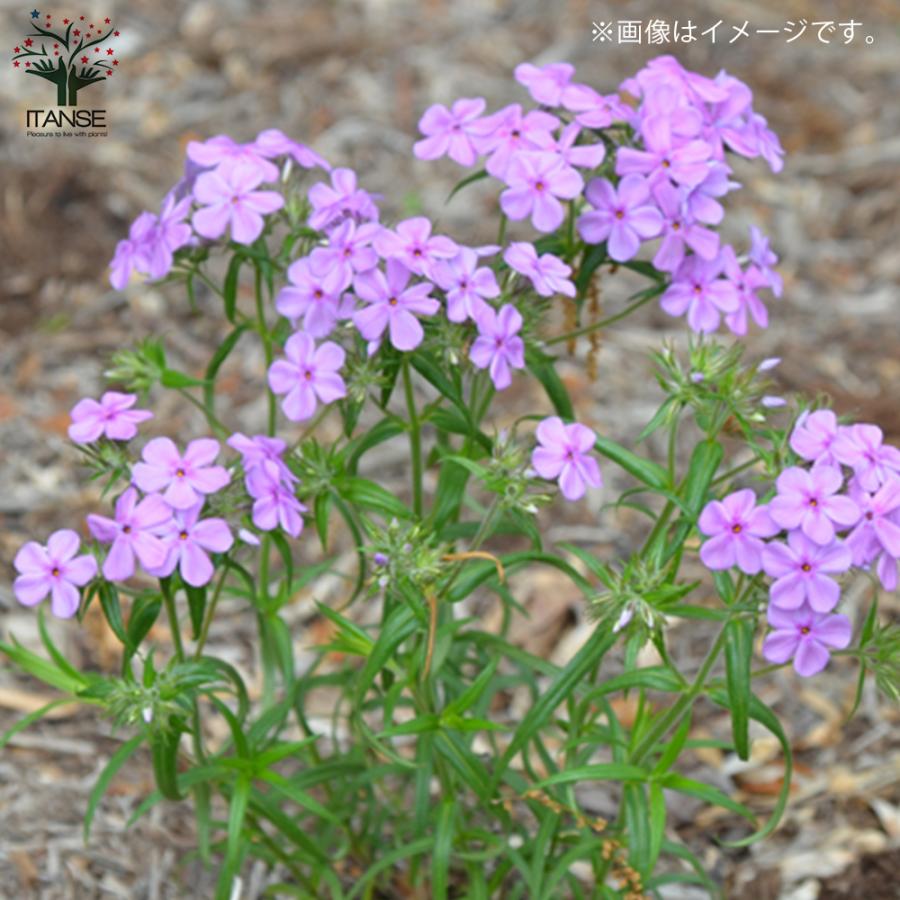 ITANSE フロックス・カロリナピロサ 花苗 3.5号ポット苗 お買い得3個セット 花苗 花の苗 イングリッシュガーデン フラワーガーデン 送料無料 イタンセ公式｜itanse｜09