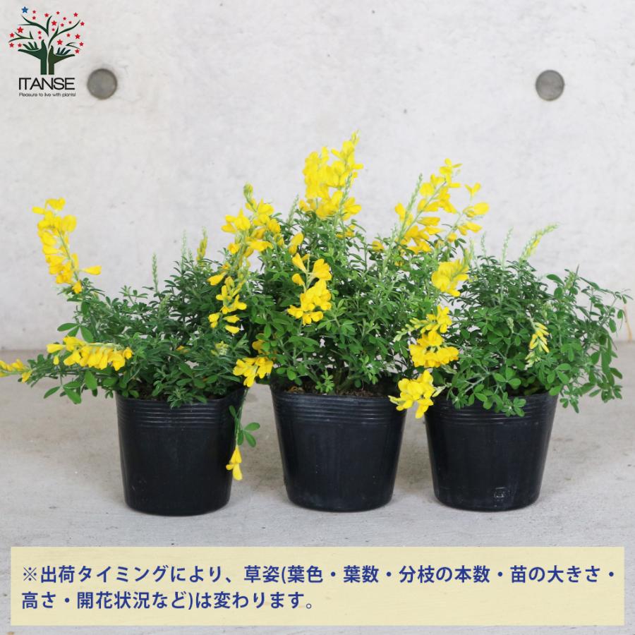 花苗 コスモス イエローファンタジー 3号ロングポット 秋桜 花壇 鉢植え 育てやすい 黄色の花 寄せ植え 新品登場