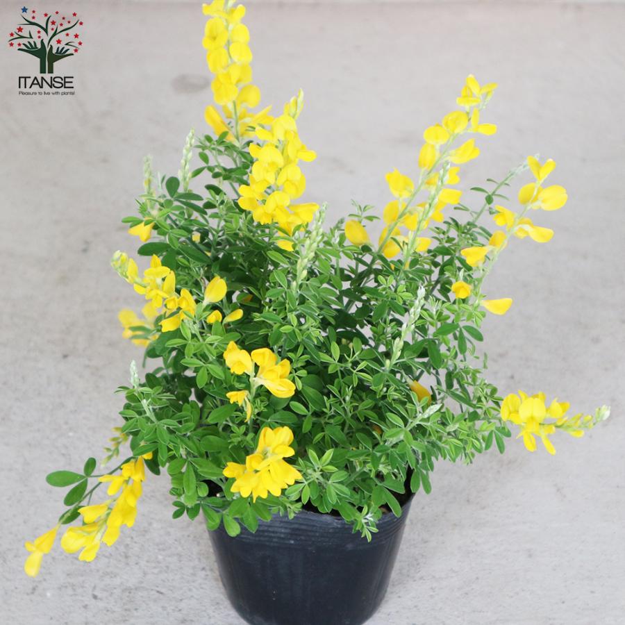 花苗 コスモス イエローファンタジー 3号ロングポット 秋桜 花壇 鉢植え 育てやすい 黄色の花 寄せ植え 新品登場