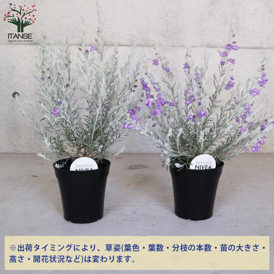 エレモフィラ ニベア 花苗 5号鉢 1個売り 花苗 花の苗 イングリッシュガーデン フラワーガーデン 送料無料 Han 野菜苗 植物 青果物販売のitanse 通販 Yahoo ショッピング