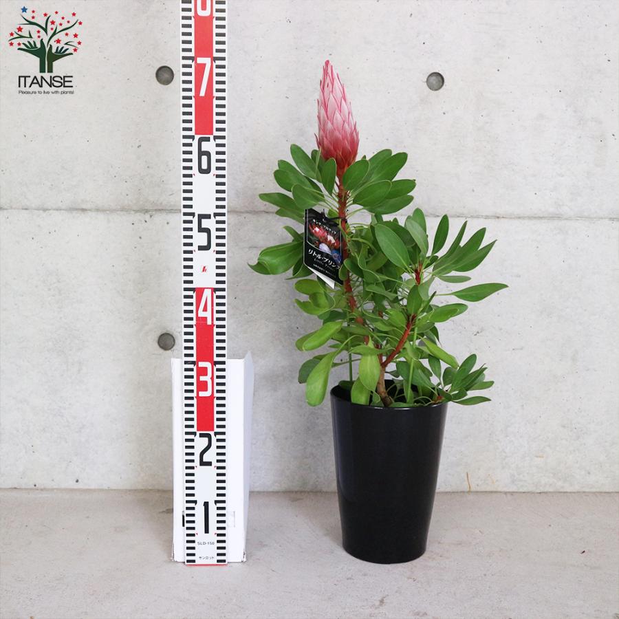 ITANSE キングプロテア リトルプリンス 花苗 6号鉢大苗 1個売り ITANSE キングプロテア リトルプリンス 花苗 6号鉢大苗 1個売り