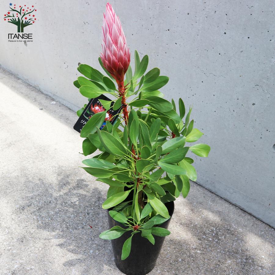 ITANSE キングプロテア リトルプリンス 花苗 6号鉢大苗 1個売り ITANSE キングプロテア リトルプリンス 花苗 6号鉢大苗 1個売り
