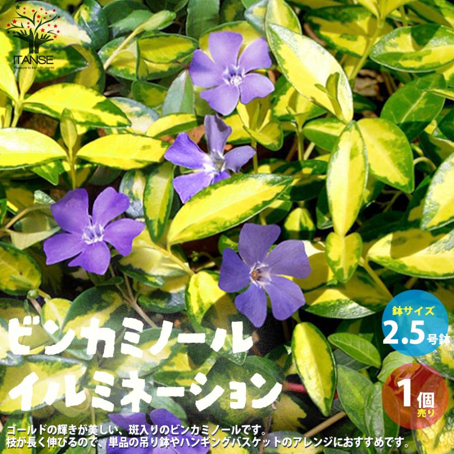 ビンカミノール イルミネーション ヒメツルニチニチソウ 花苗 2 5号ロングポット苗 1個売り 花苗 花の苗 フラワー 送料無料 Han 野菜苗 植物 青果物販売のitanse 通販 Yahoo ショッピング