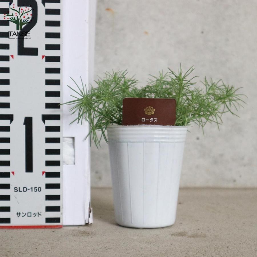 ロータス コットンキャンディー 花苗 2 5号ロングポット苗 1個売り 花苗 花の苗 イングリッシュガーデン フラワーガーデン 送料無料 Han 野菜苗 植物 青果物販売のitanse 通販 Yahoo ショッピング