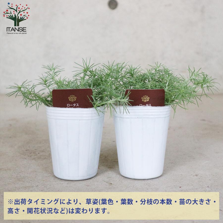 ロータス コットンキャンディー 花苗 2 5号ロングポット苗 1個売り 花苗 花の苗 イングリッシュガーデン フラワーガーデン 送料無料 Han 野菜苗 植物 青果物販売のitanse 通販 Yahoo ショッピング