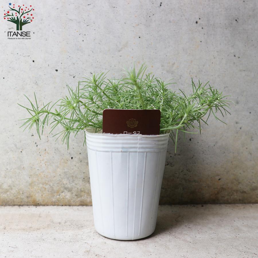 ロータス コットンキャンディー 花苗 2 5号ロングポット苗 1個売り 花苗 花の苗 イングリッシュガーデン フラワーガーデン 送料無料 Han 野菜苗 植物 青果物販売のitanse 通販 Yahoo ショッピング