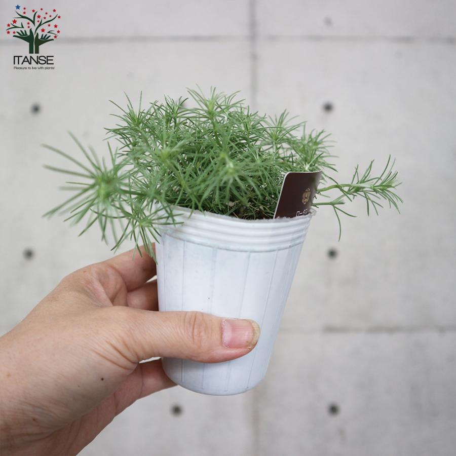 ロータス コットンキャンディー 花苗 2 5号ロングポット苗 お買い得6個セット 花苗 花の苗 ガーデニング フラワーガーデン 送料無料 Han 野菜苗 植物 青果物販売のitanse 通販 Yahoo ショッピング