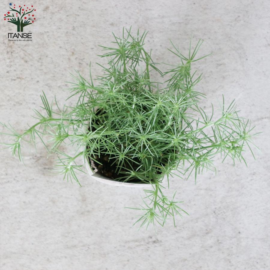 ロータス コットンキャンディー 花苗 2 5号ロングポット苗 お買い得6個セット 花苗 花の苗 ガーデニング フラワーガーデン 送料無料 Han 野菜苗 植物 青果物販売のitanse 通販 Yahoo ショッピング