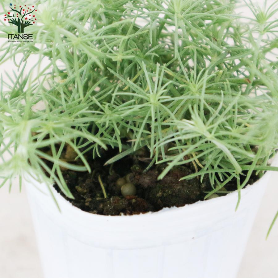 ロータス コットンキャンディー 花苗 2 5号ロングポット苗 お買い得6個セット 花苗 花の苗 ガーデニング フラワーガーデン 送料無料 Han 野菜苗 植物 青果物販売のitanse 通販 Yahoo ショッピング