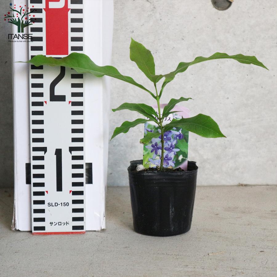 ITANSE ペトレア ・ヴォルビリス 花苗 9cmポット苗 1個売り 花の ITANSE ペトレア ・ヴォルビリス 花苗 9cmポット苗 1個売り 花の