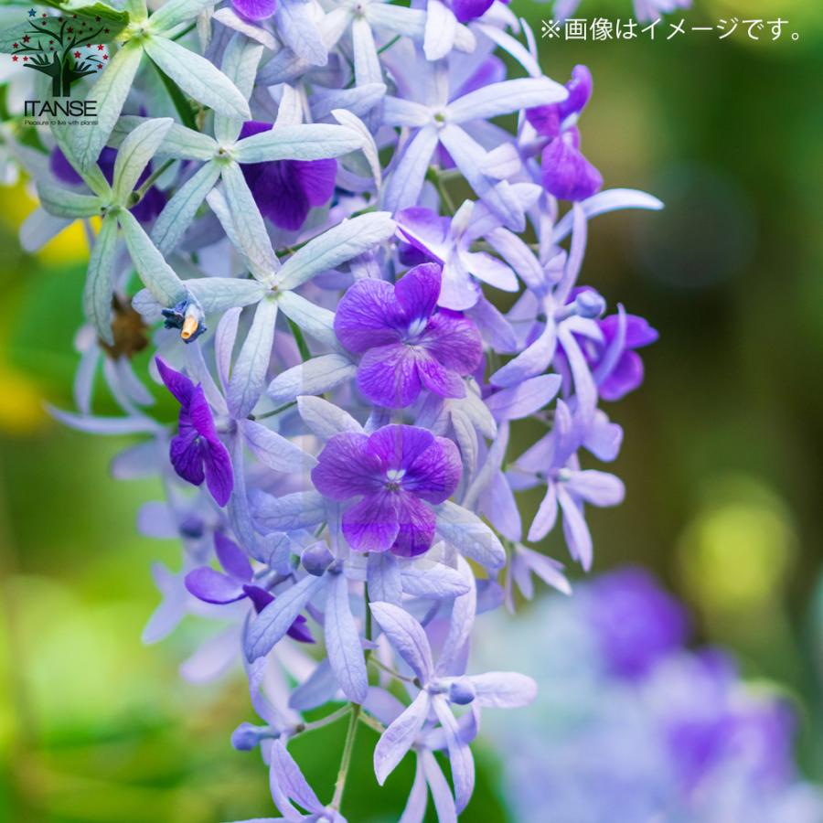 ITANSE ペトレア ・ヴォルビリス 花苗 9cmポット苗 1個売り 花の ITANSE ペトレア ・ヴォルビリス 花苗 9cmポット苗 1個売り 花の