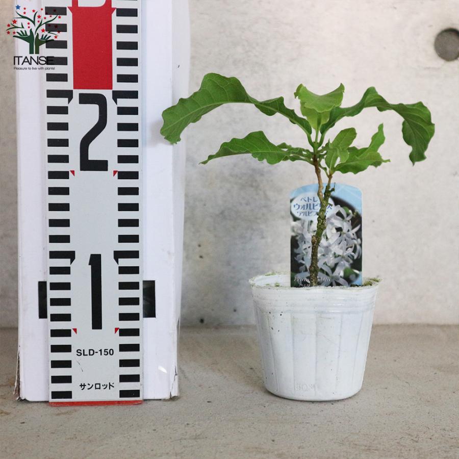 ITANSE ペトレア・ヴォルビリス アルビフロラ 花苗 9cmポット苗 1個