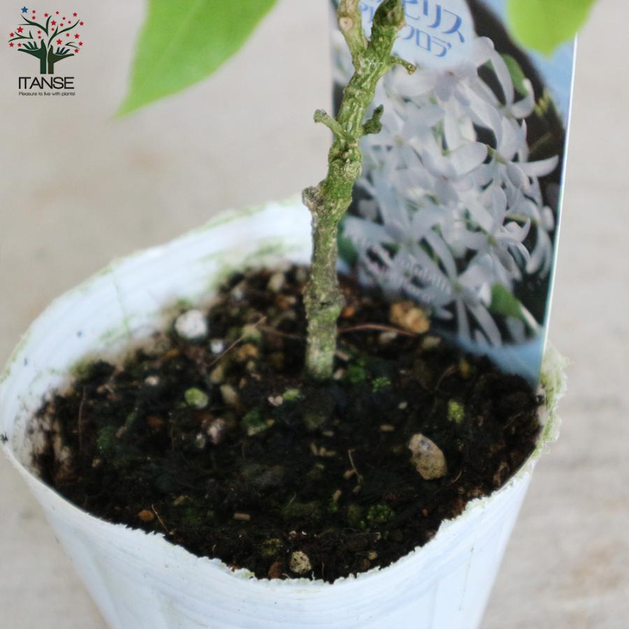 ITANSE ペトレア・ヴォルビリス アルビフロラ 花苗 9cmポット苗 1個