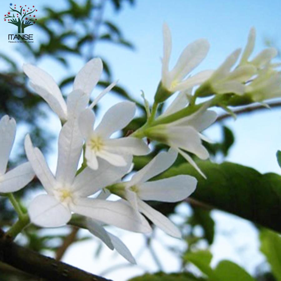 ITANSE ペトレア・ヴォルビリス アルビフロラ 花苗 9cmポット苗 1個