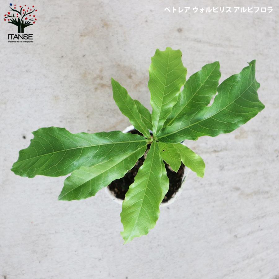 ITANSE ペトレア・ヴォルビリス&アルビフロラ 花苗 9cmポット苗 2品種各1個セット(合計2個) 花苗 花の苗 送料無料 イタンセ公式