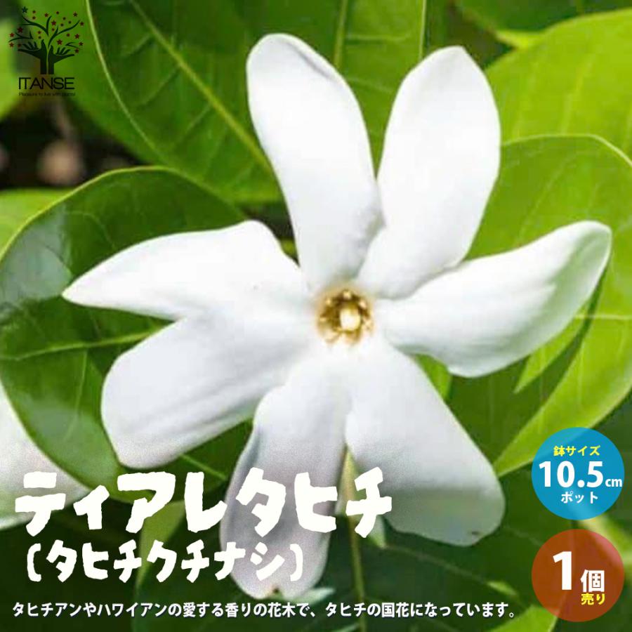 ティアレ タヒチ タヒチクチナシ 花苗 10 5cmポット苗 1個売り 花苗 花の苗 イングリッシュガーデン フラワーガーデン 送料無料 Han 野菜苗 植物 青果物販売のitanse 通販 Yahoo ショッピング