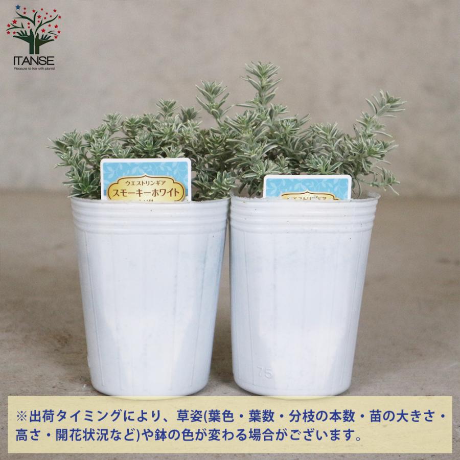 ITANSE ウエストリンギア・スモーキーホワイト 花苗 2.5号ロング ITANSE ウエストリンギア・スモーキーホワイト 花苗 2.5号ロング