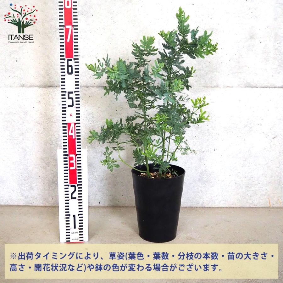 ITANSE ミモザアカシア 庭木 7号鉢大苗 1個売り 植木 花木 観賞用 新