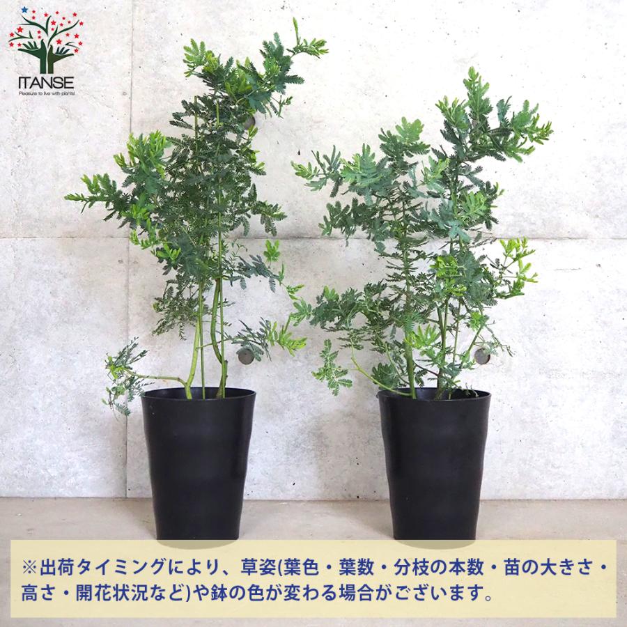 ミモザアカシア　/297 アカシアの木｜シンボルツリーおすすめ種！ミモザ、スペクタビリス