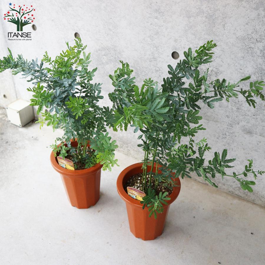 ITANSE ミモザアカシア 庭木 7号鉢大苗 1個売り 植木 花木 観賞用 新