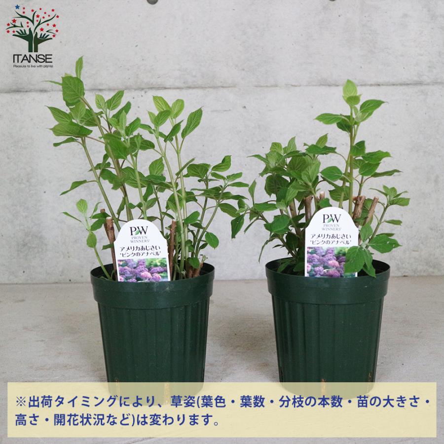 ITANSE アジサイ ピンクのアナベル 花苗 6号鉢 1個売り 花の苗