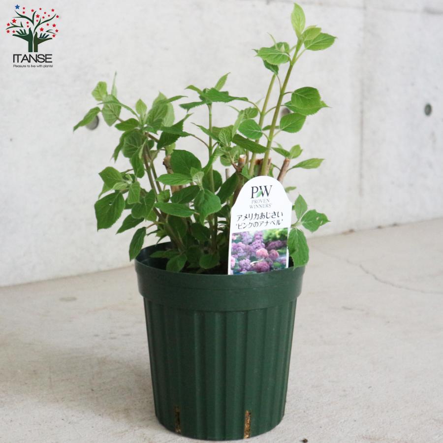 ITANSE アジサイ ピンクのアナベル 花苗 6号鉢 1個売り 花の苗